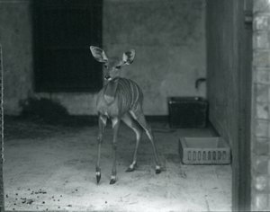Jeune Koudou mineur au zoo de Londres, 1914 - Frederick William Bond